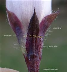  Calyx